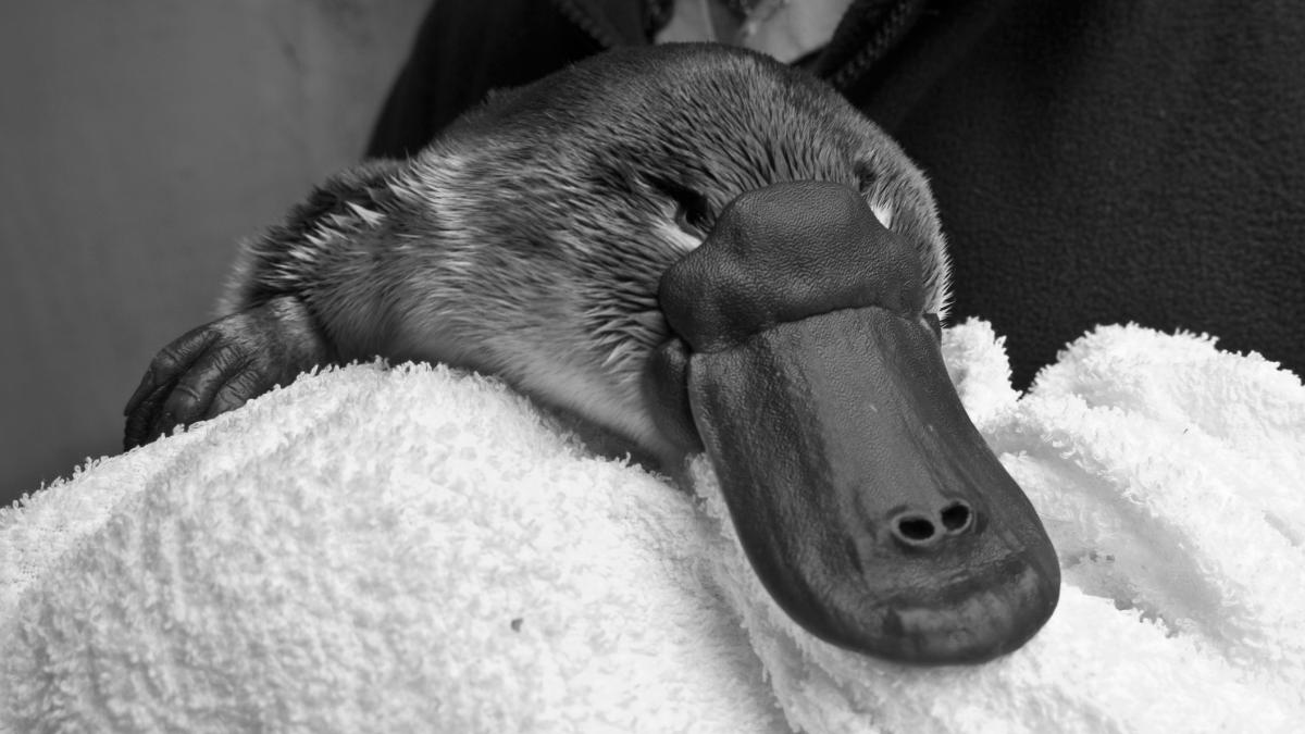 povestea ornitorincului trimis in mare secret de australia lui winston churchill moartea lui a fost ascunsa de teama unui scandal