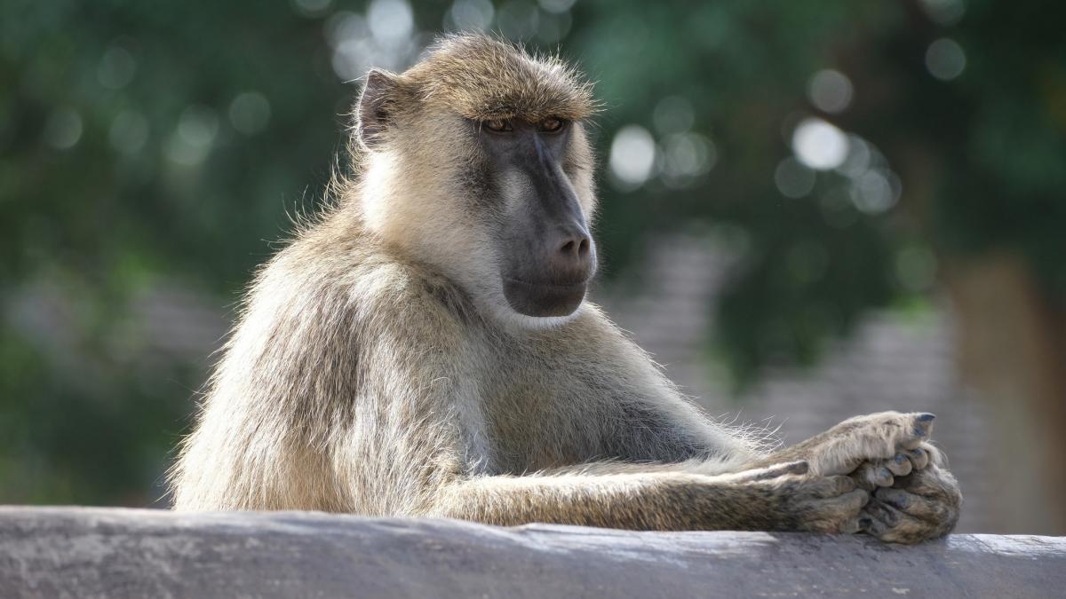 o gradina zoologica din germania a hranit leii si tigrii cu babuini sacrificati dupa ce s au inmultit prea mult