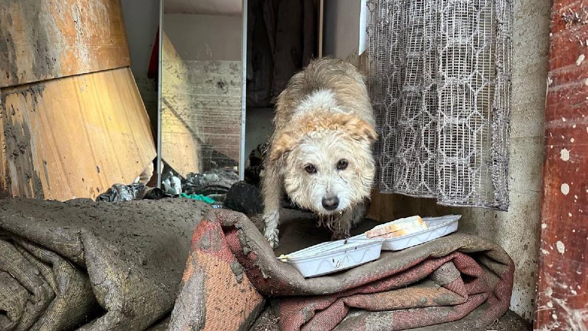 povestea emotionanta a lui labus din brosteni cainele care si a asteptat zile in sir familia printre ruine dupa inundatii