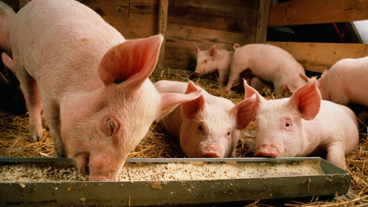 un muncitor de la o ferma din africa de sud a declarat in instanta ca a fost obligat sa hraneasca porcii cu doua femei de culoare ucise