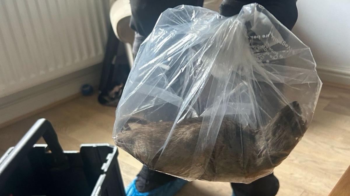 un sobolan cat o pisica a provocat panica intr un oras din marea britanie a fost emisa o alerta