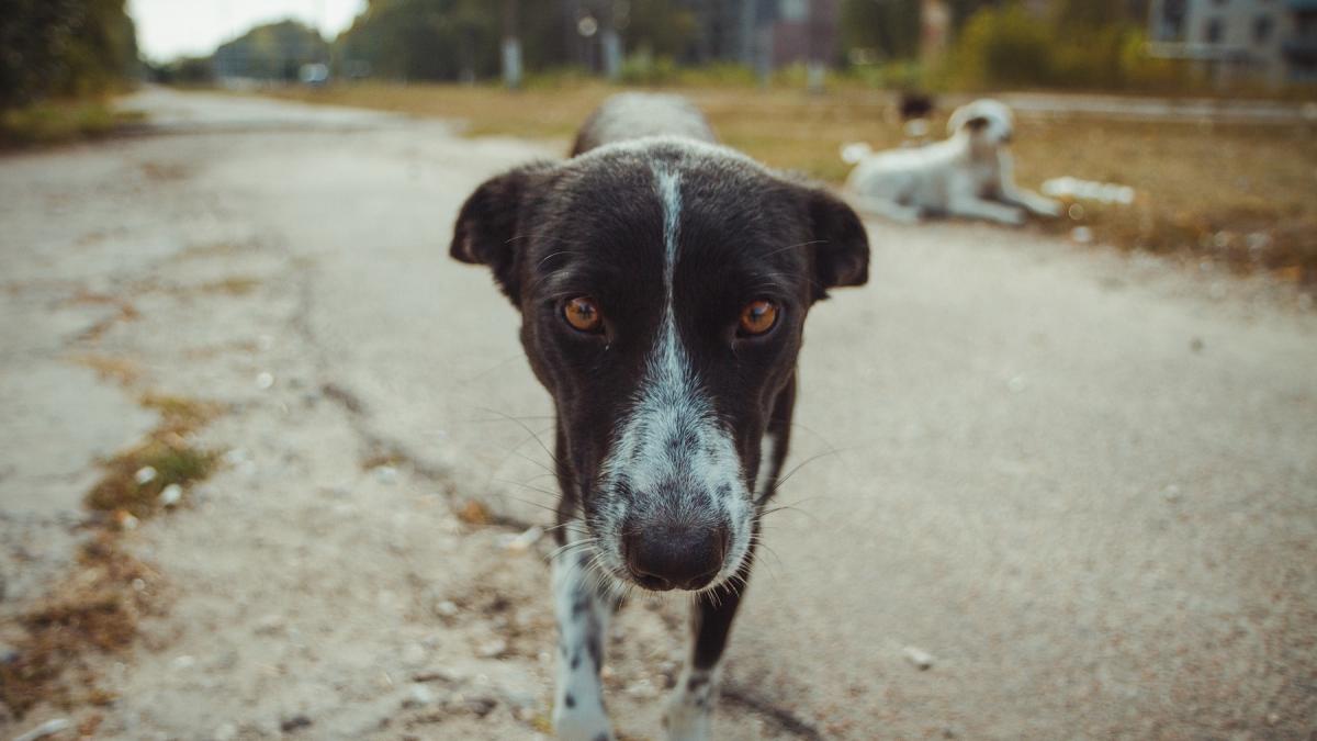 adn ul cainilor de la cernobil se schimba cu viteza record cum a fost afectat de radiatii