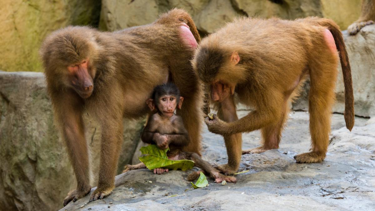 directorul gradinii zoologice din nurnberg a primit amenintari cu moartea dupa ce a ucis 12 babuini din cauza lipsei de spatiu