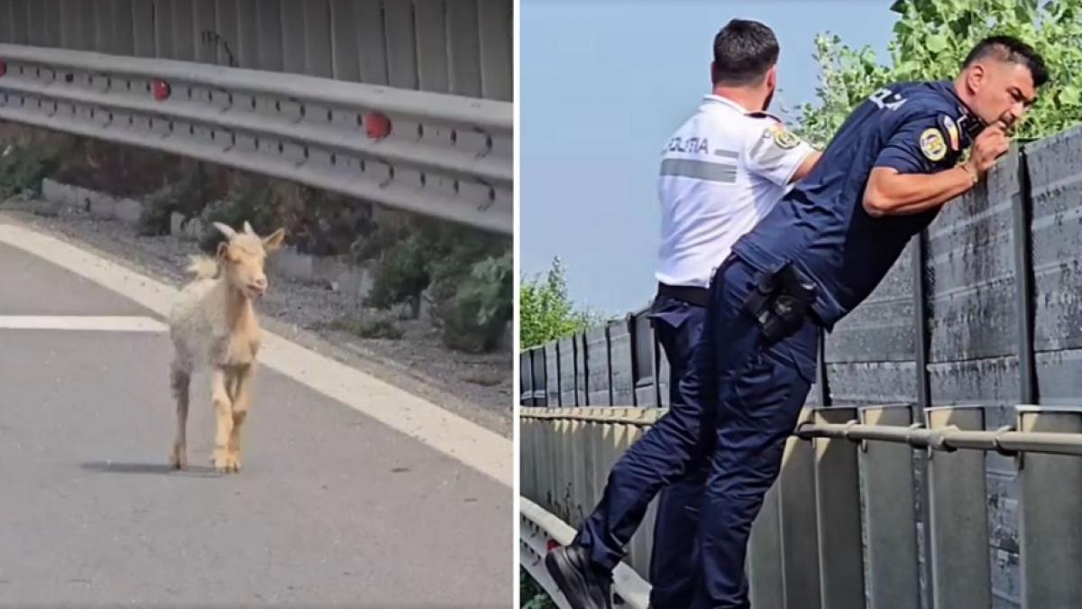 niste iezi au blocat circulatia pe a1 imagini de la misiunea speciala a politistilor