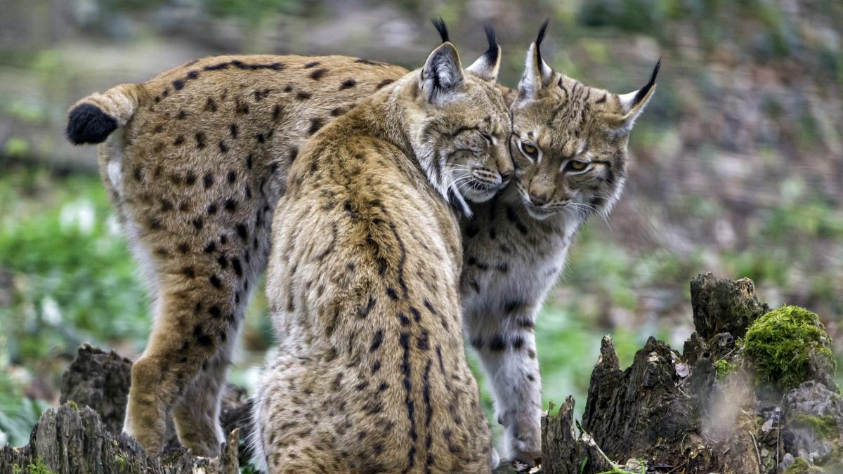 o gradina zoologica din danemarca solicita oamenilor sa doneze animale domestice si de companie pentru hrana pradatorilor