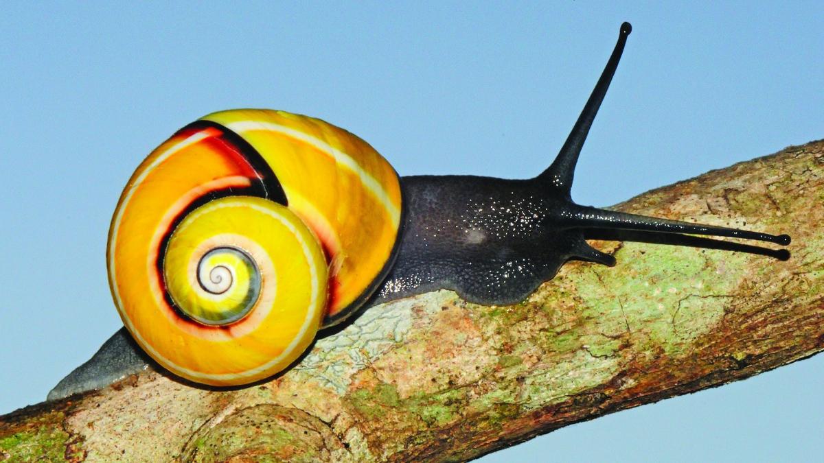 o misiune pentru salvarea melcilor amenintati de propria frumusete