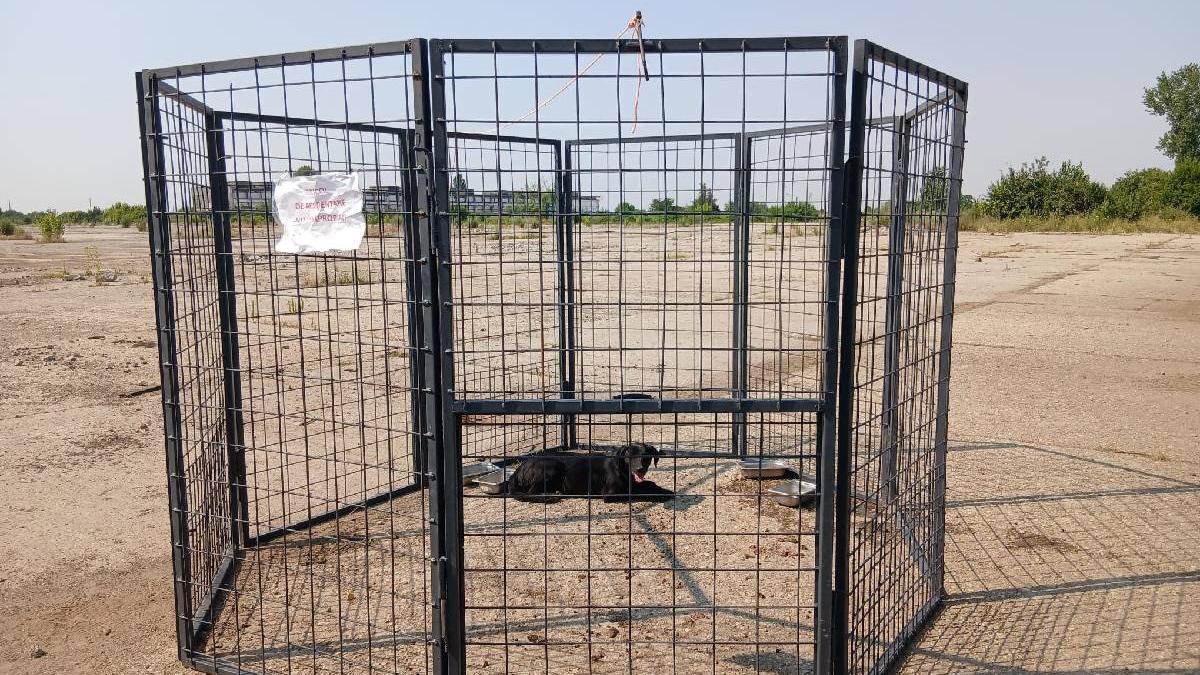 aspa prinde cainii fara stapan cu un nou tarc capcana ca sa nu ii sperie