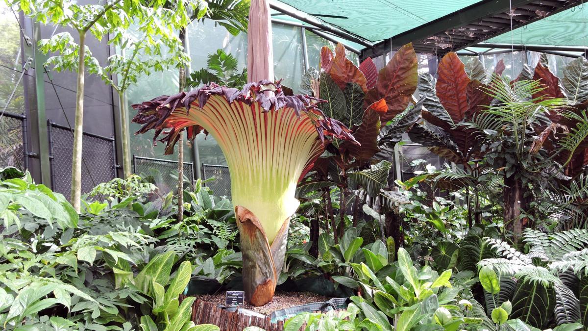 frenezie mare la varsovia unde a inflorit o floare cu miros de cadavru oamenii fac coada la gradina botanica