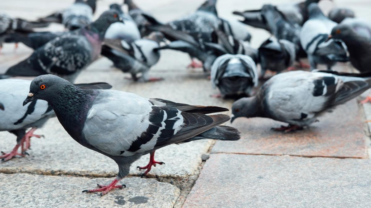 intr un oras italian sunt 14 000 de porumbei pe km patrat autoritatile vor sa reduca numar dar oamenii se opun