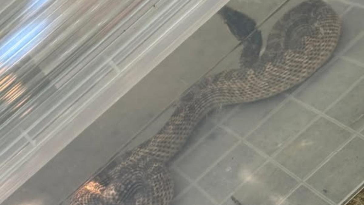 un balaur dobrogean de peste un metru lungime a fost prins de jandarmi intr o gospodarie din judetul constanta