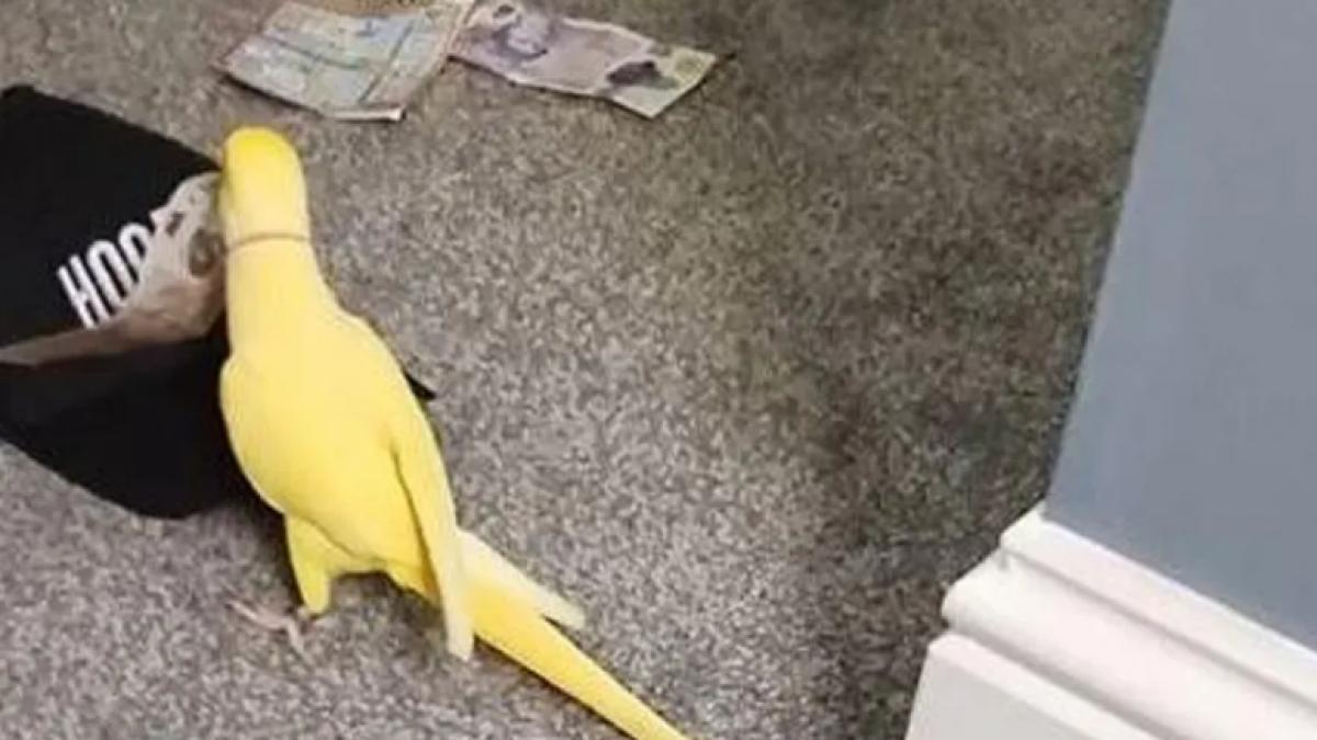 un papagal vorbitor care repeta incontinuu 2 la 25 i a dat de gol pe membrii unei bande politia a arestat 15 persoane