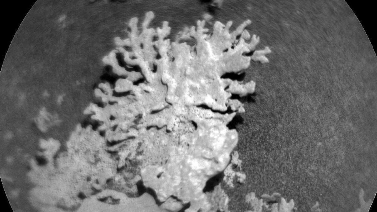 nasa a descoperit un coral vechi de miliarde de ani pe marte