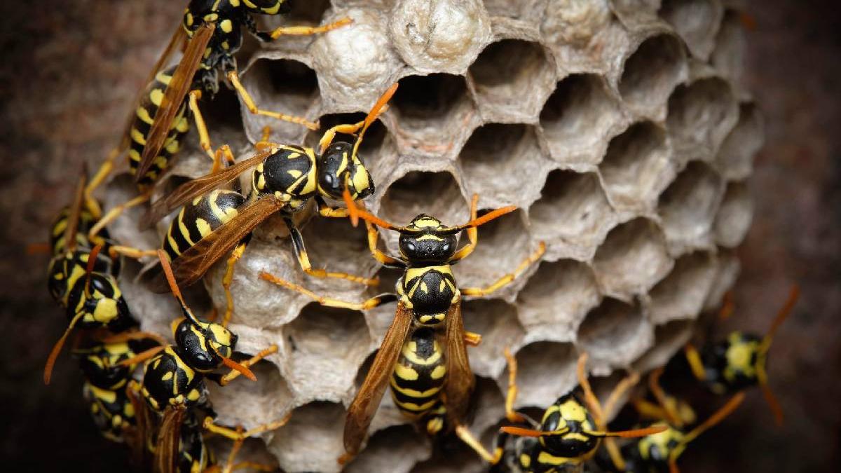 viespile eroii nestiuti ai naturii cum ar putea insectele pe care le dispretuim cel mai mult sa salveze planeta