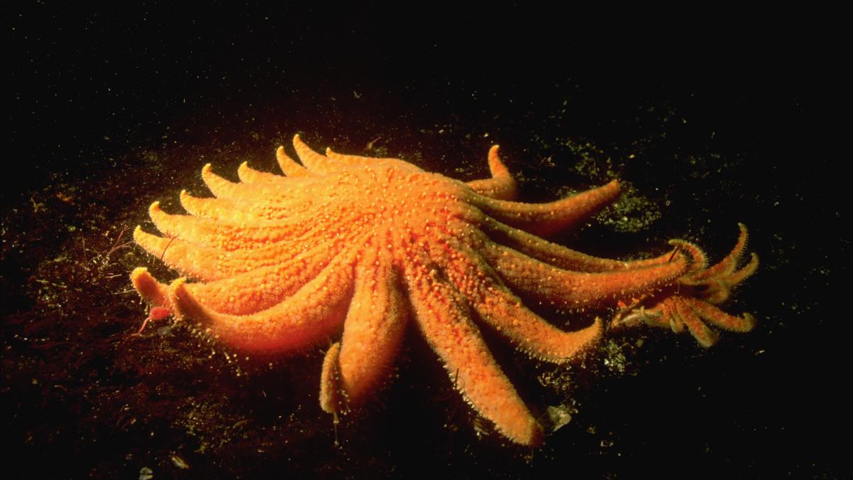 cercetatorii au descoperit bacteria care a ucis aproximativ cinci miliarde de stele de mare