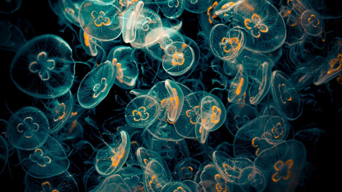 cum au oprit meduzele o centrala nucleara masiv si imprevizibil