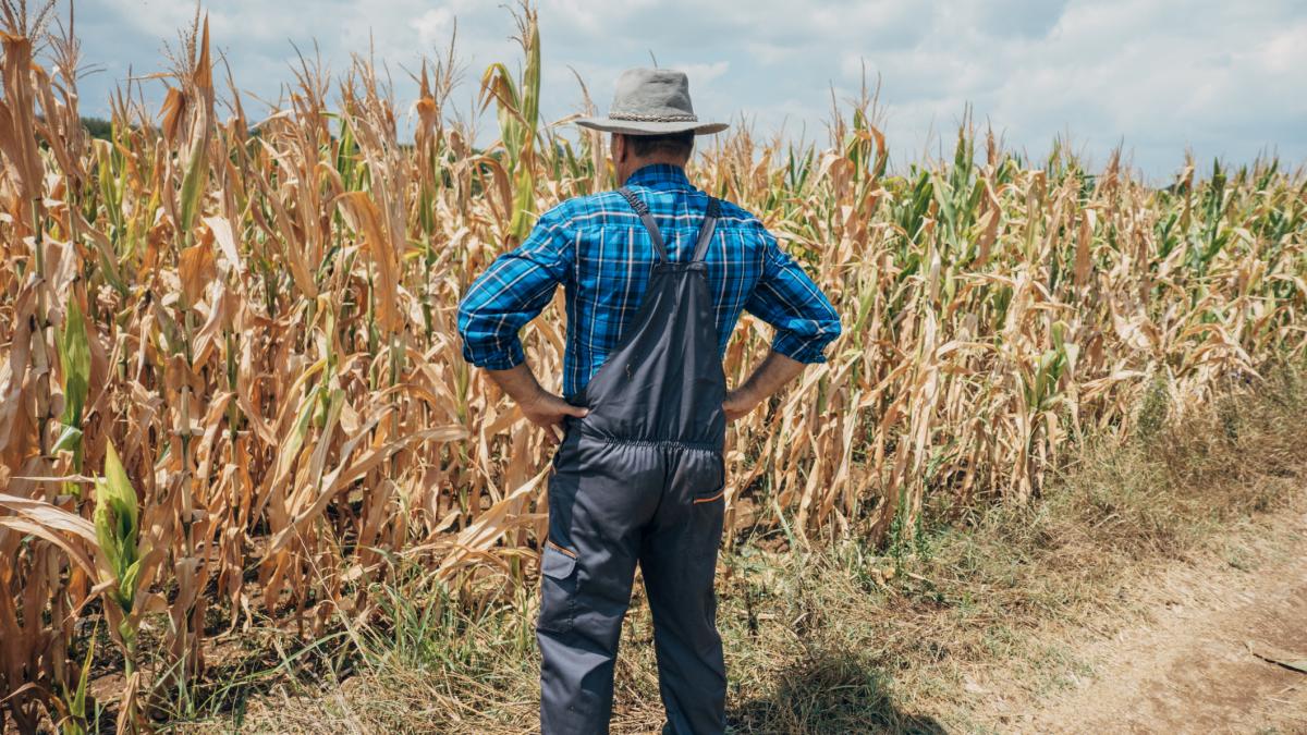fermierii sunt disperati si cer despagubiri 80 din recolte sunt afectate de seceta extrema