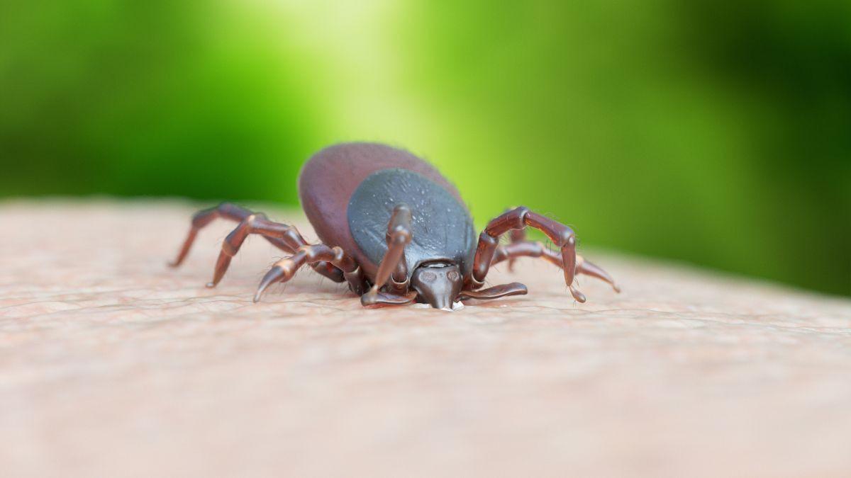 locul unde vedetele de la hollywood se infecteaza cu boala lyme