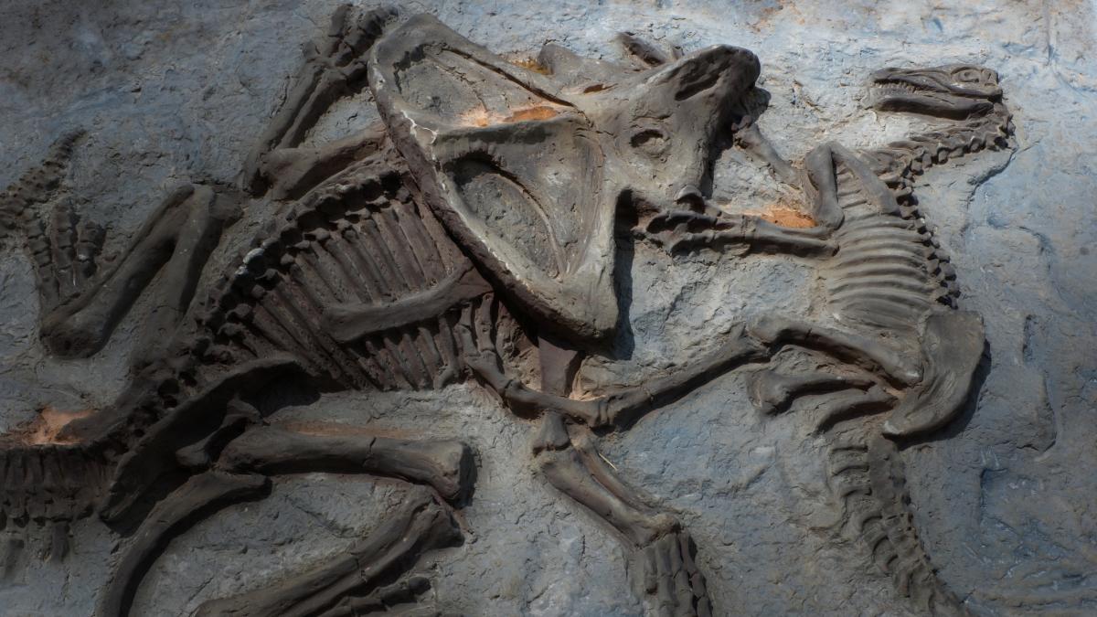 fosila unui mamifer care a trait in perioada dinozaurilor a fost gasita in chile detaliile aflate de experti despre misteriorul animal