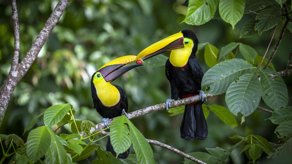 pasarile tropicale sunt victime ale caldurilor extreme populatia acestora a scazut cu pana la 38 in 70 de ani