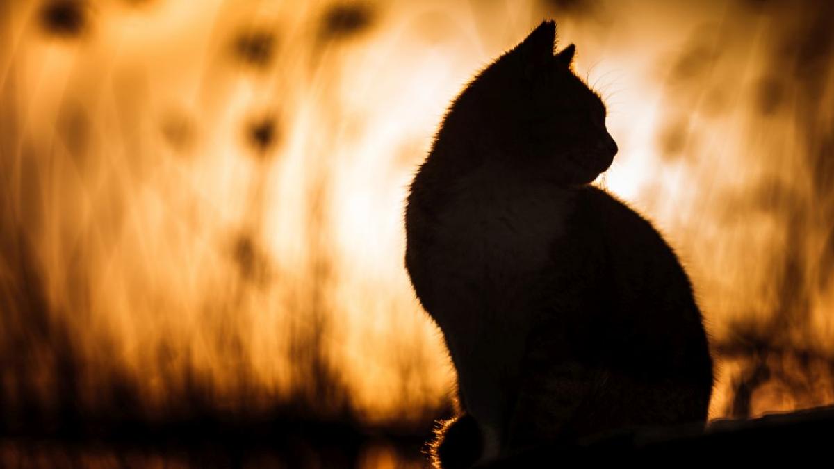 pisicile se imbolnavesc de dementa la fel ca oamenii de ce asta este un mare pas ianinte in gasirea unui tratament pentru alzheimer