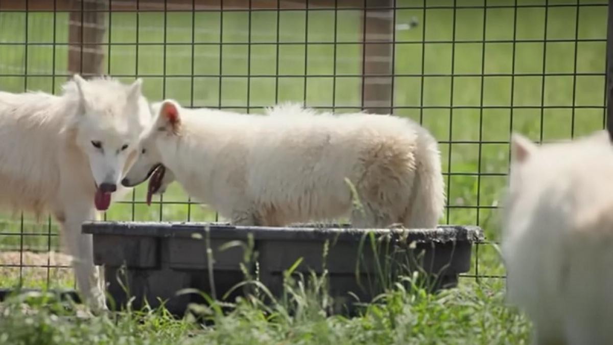 romulus si remus lupii preistorici inviati in laborator si au cunoscut sora mai mica imagini de la prima intalnire cu khaleesi