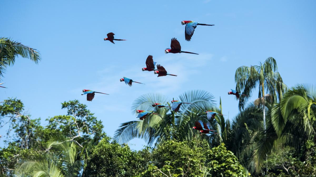 un nou studiu arata ca inversiunea sexuala la pasari este mai frecventa decat se credea