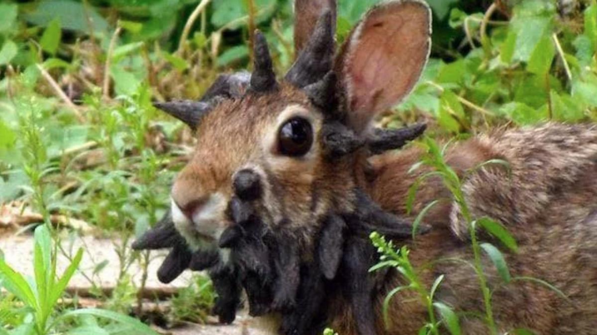 iepurii mutanti cu tentacule bizare pe cap invadeaza sua expertii avertizeaza sa fie evitati