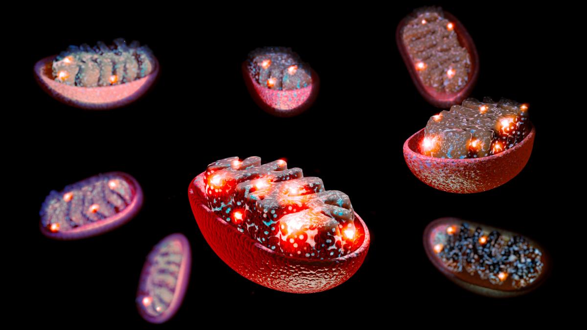 oamenii de stiinta au inversat pierderile de memorie prin alimentarea motoarelor minuscule ale creierului