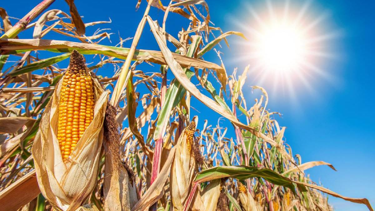 porumb caldura getty