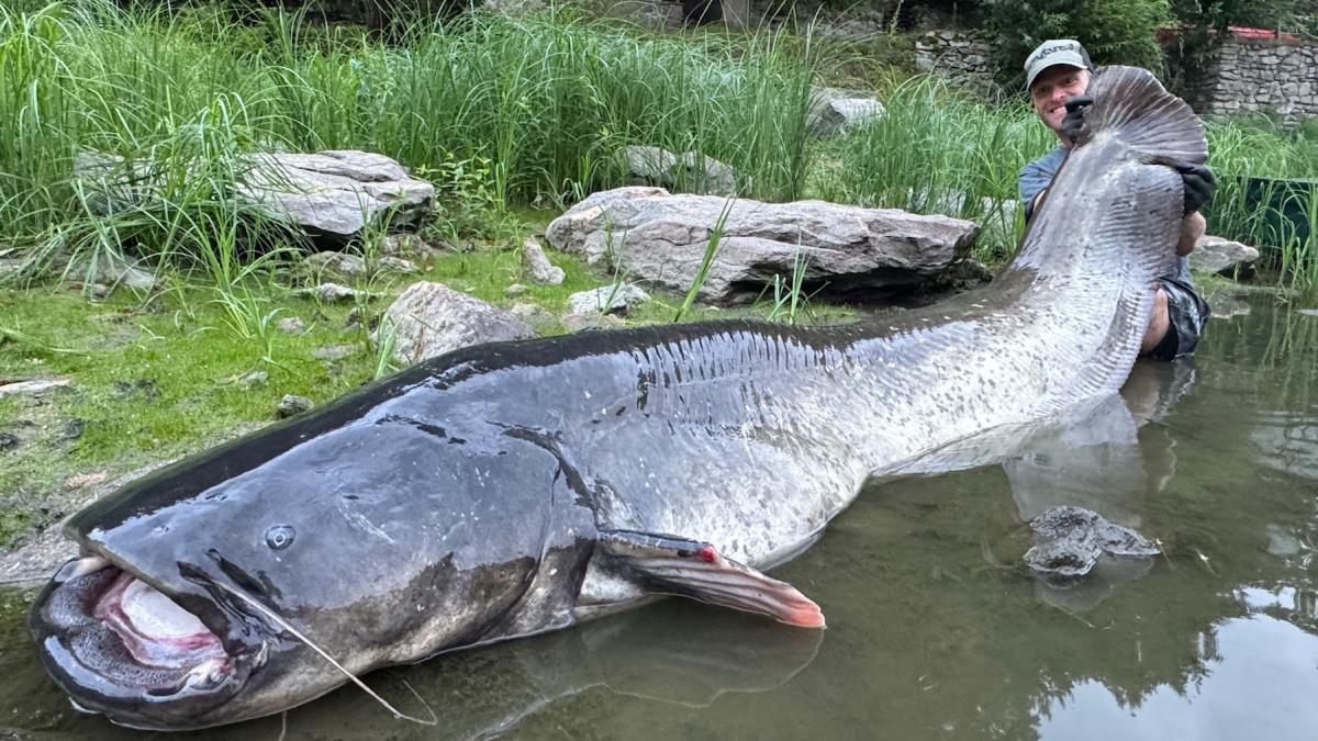 un pescar ceh a capturat un somn urias de aproape trei metri dupa o lupta de 50 de minute