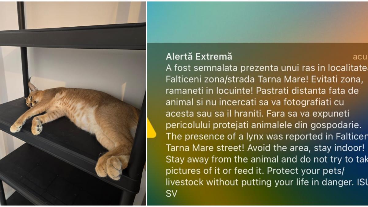 un ras a scapat pe strazile din falticeni locuitorii avertizati prin mesaj ro alert nu incercati sa va fotografiati cu el