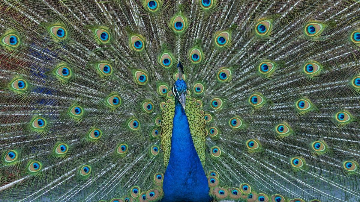 paunii pot emite lasere din penele cozii au descoperit oamenii de stiinta