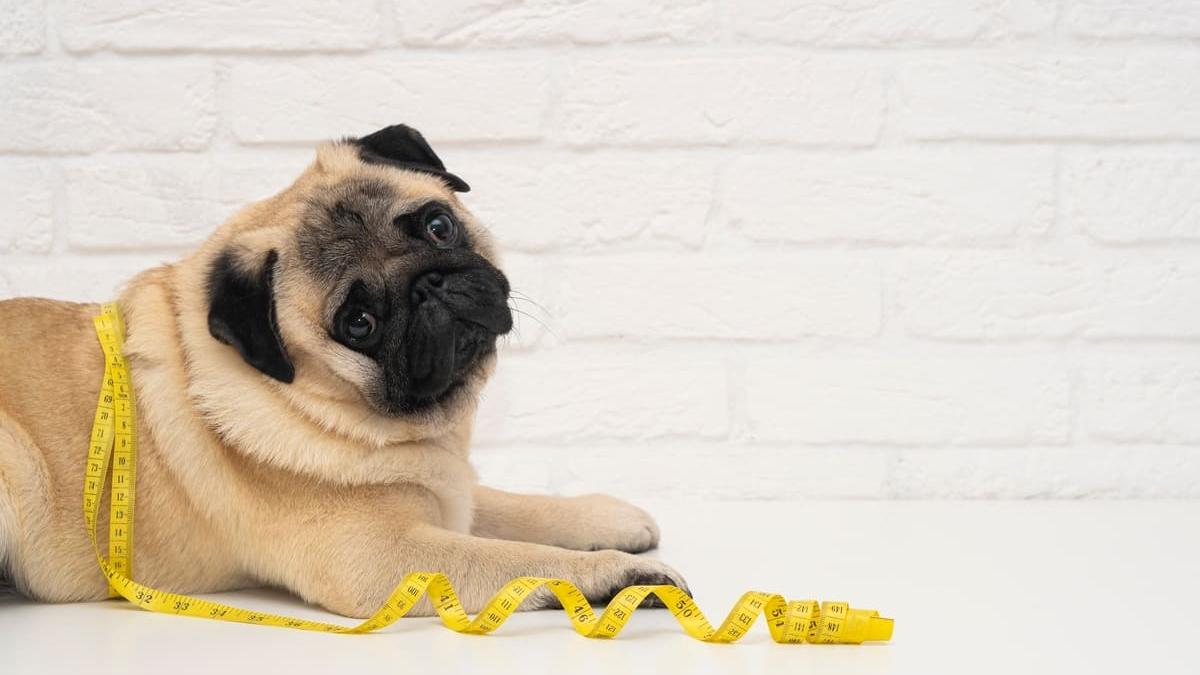cum sa iti dai seama daca cainele tau are kilograme in plus si ce poti face