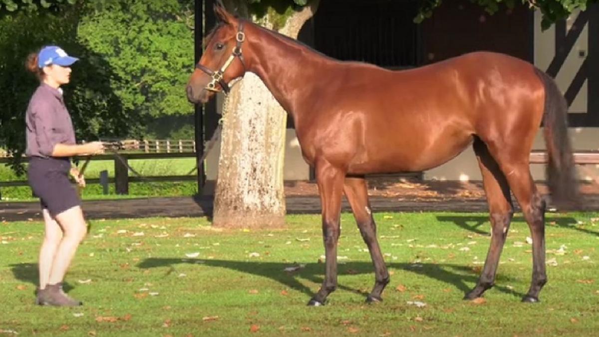 o iapa a fost cumparata cu suma record de 3 milioane de euro la o licitatie din franta