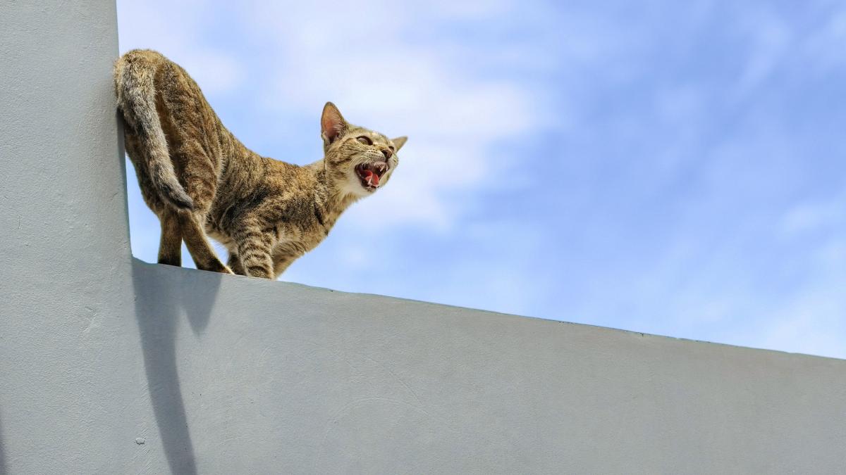 mai multi infractori rusi au folosit o pisica pentru a introduce droguri intr o inchisoare