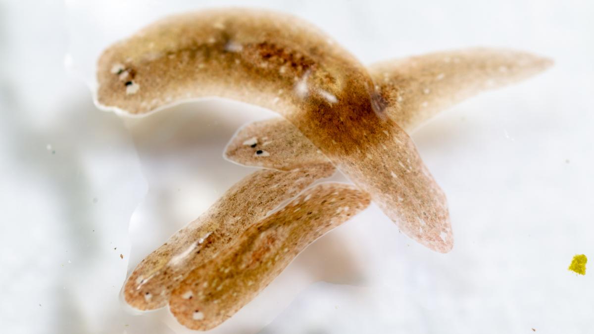 viermi minusculi gasiti in iazuri si rauri ar putea ajuta la tratarea schizofreniei ei fac parte dintr o familie nemuritoare