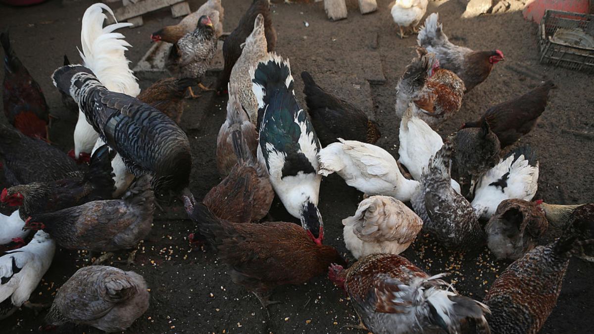 cate gaini ai voie sa cresti in curte legea prevede un numar maxim de pasari pe gospodarie si reguli stricte pentru cotete