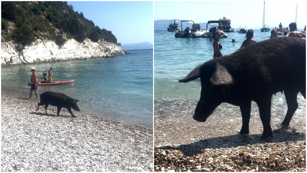 pe o insula greceasca turistii sunt luati prin surprindere de mistretii care au pus stapanire pe plaja si inoata linistiti in mare