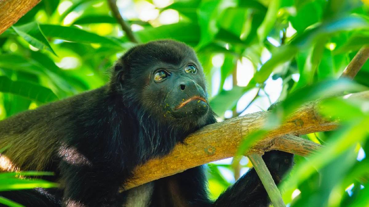 caldura extrema impinge animalele spre extinctie maimute cazute din copaci miliarde de scoici arse de soare