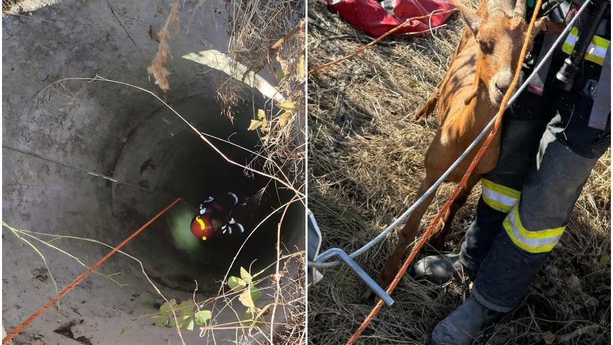 o capra a fost salvata de pompierii din giurgiu dupa ce a cazut intr o fantana animalul se afla la o adancime de aproape 20 de metri