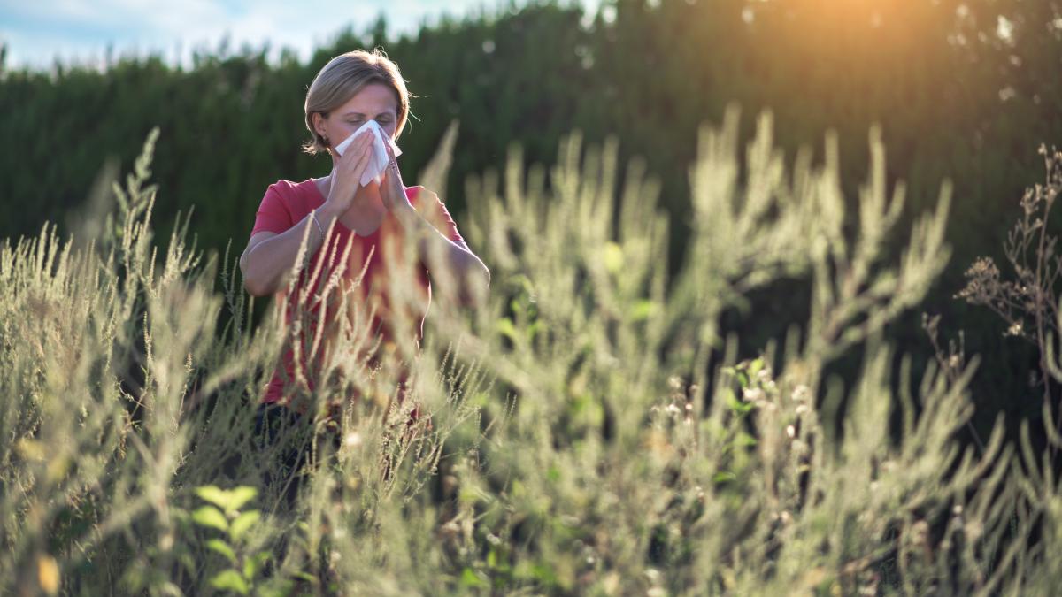 ambrozia calvar pentru bucuresteni cum putem afla daca suntem alergici stranut repetat nas infundat dificultati de respiratie