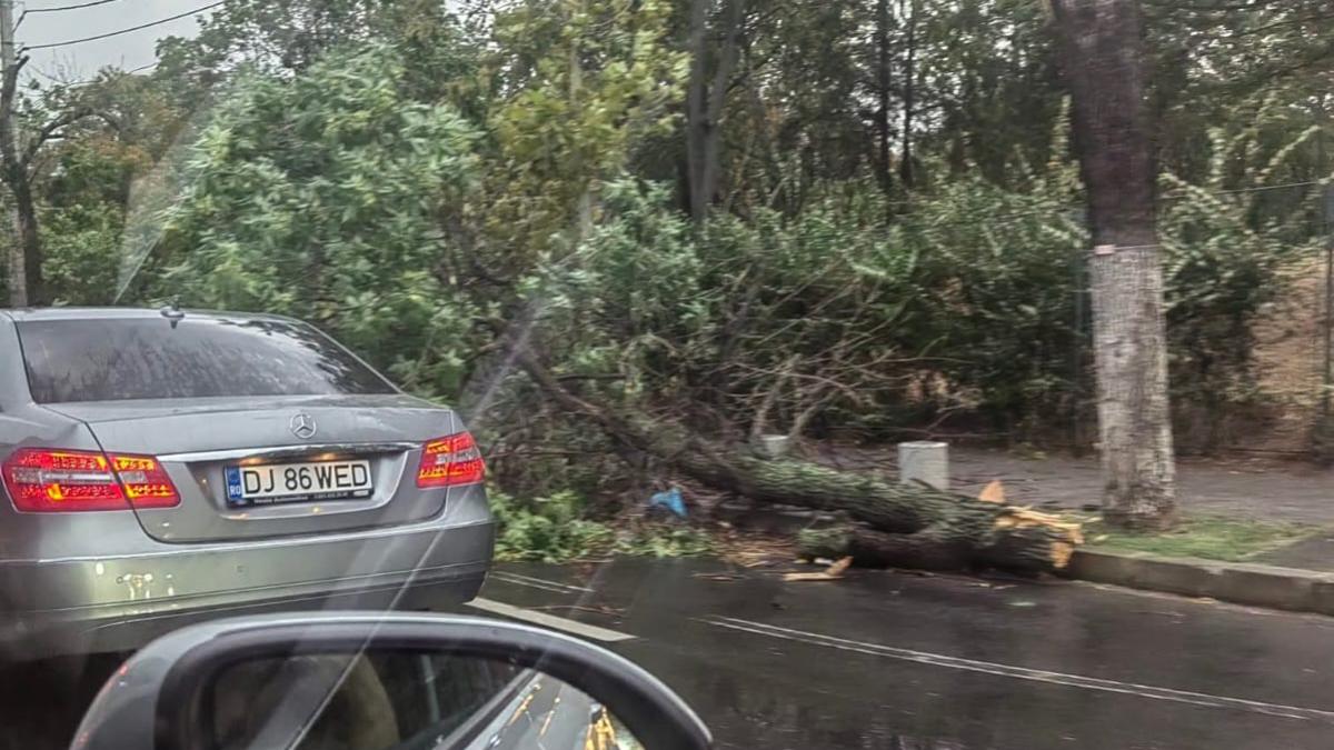 furtuna violenta in bucuresti mai multi copaci au fost rupti de vantul puternic si s au prabusit peste masini si sosele