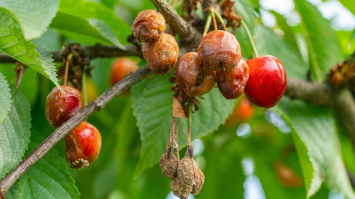 recolta ta se stafideste in copac inainte sa apuci s o culegi boala tacuta care distruge pomii fructiferi daca n o opresti la timp