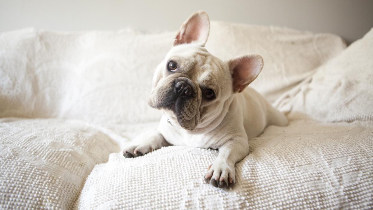 cainele tau are o abilitate unica de a ti citi gandurile iata cum