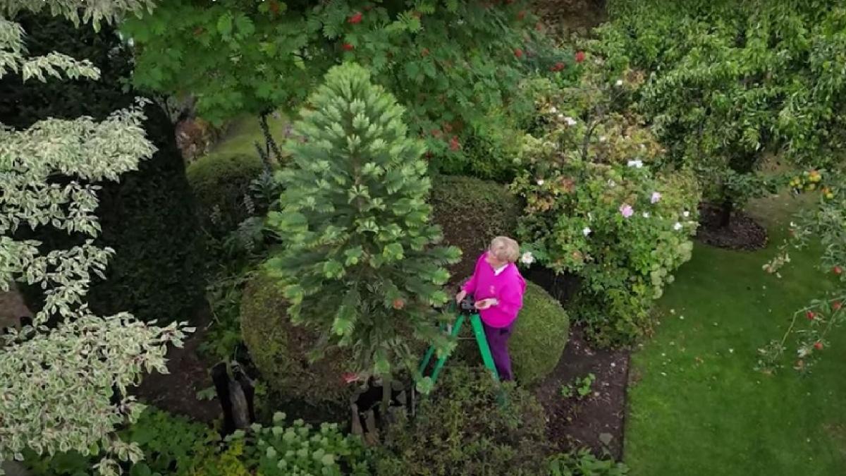 copacul banilor preistoric al unui cuplu de pensionari produce primele seminte evaluate la peste 6 000 de dolari