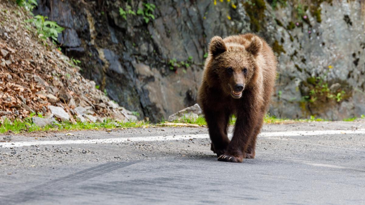 un motociclist cetatean strain a fost muscat de urs pe transfagarasan in timp ce astepta in coloana