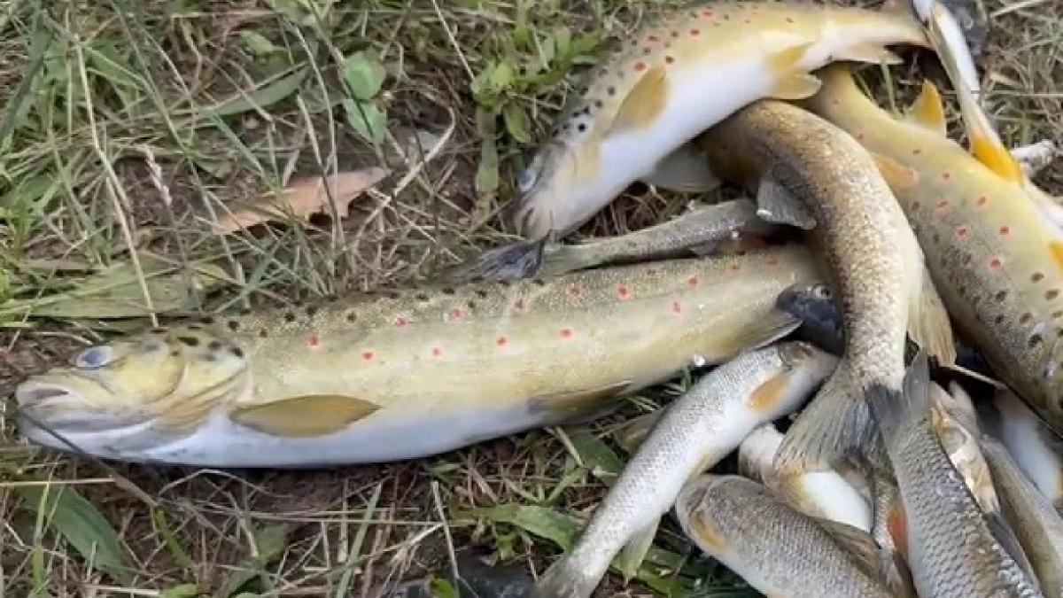 alerta in sibiu mii de pesti au fost gasiti morti in raul avrig localnicii sunt sfatuiti sa nu ii consume