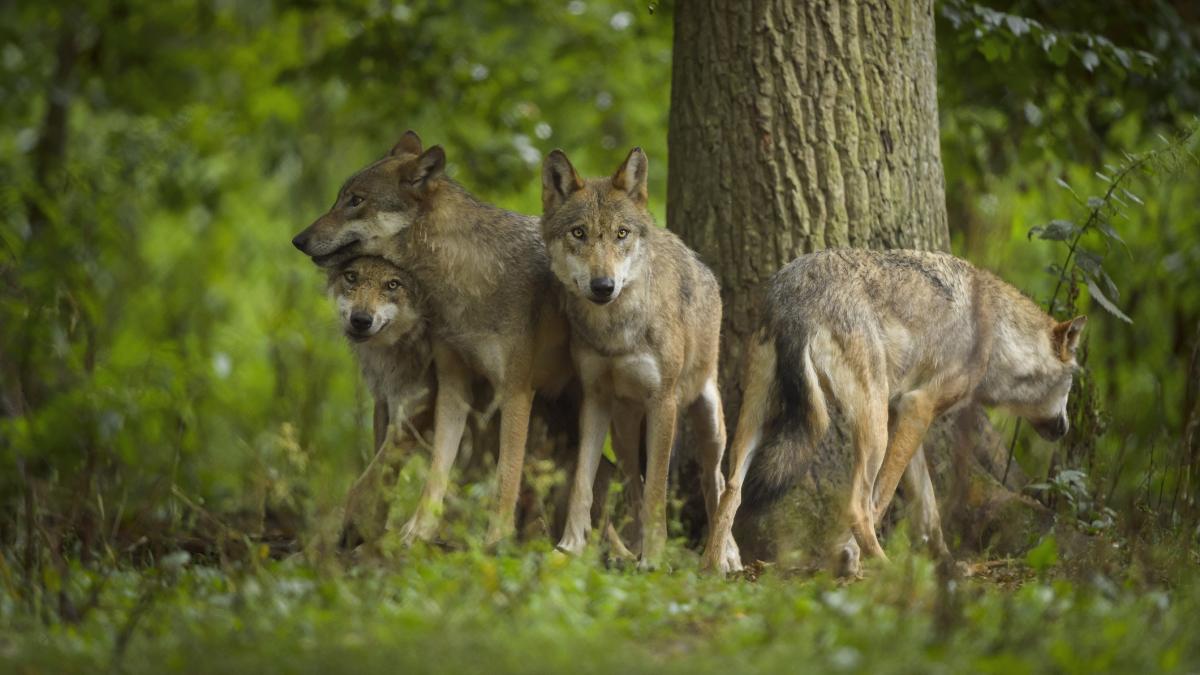 doi barbati au fost prinsi de politisti dupa ce au impuscat fara drept doi lupi in alba