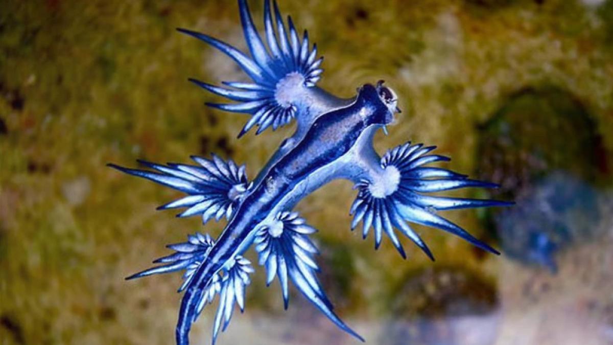 dragonul albastru o creatura marina considerata disparuta a inchis mai multe plaje din spania veninul sau este periculos