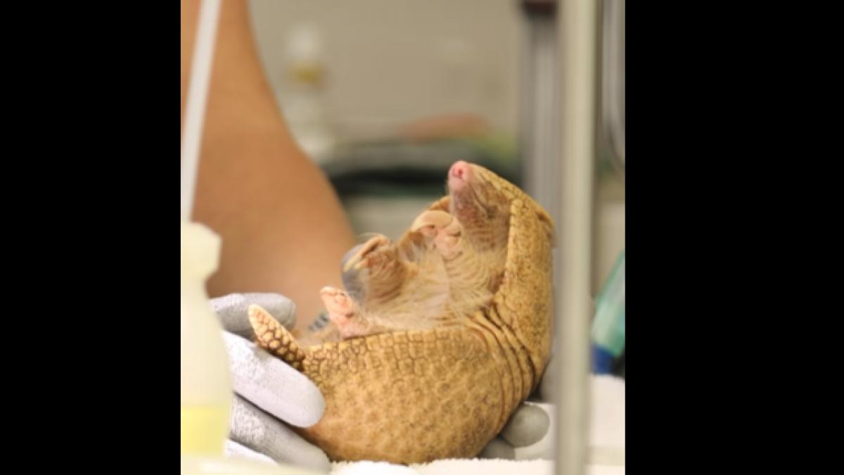 imagini spectaculoase cu un pui de tatu albinos este o nastere mai mult decat exceptionala atipica